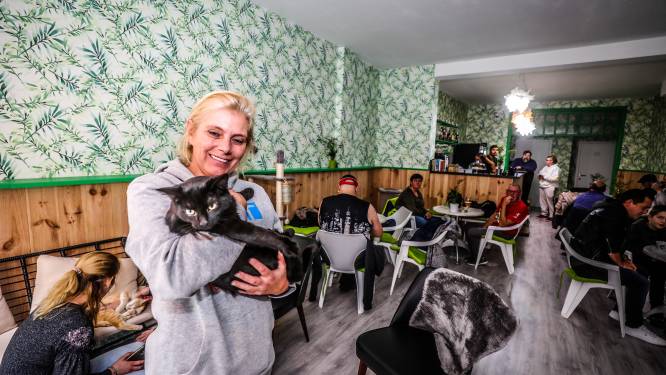 Kattencafé BaristaCat na 1 maand al groot succes: “Er werden al vijf katjes geadopteerd”