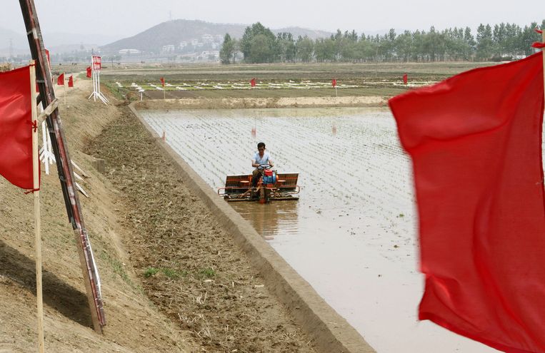 Rijstveld in de zuidelijke Phyongan provincie in 2012. Beeld ap