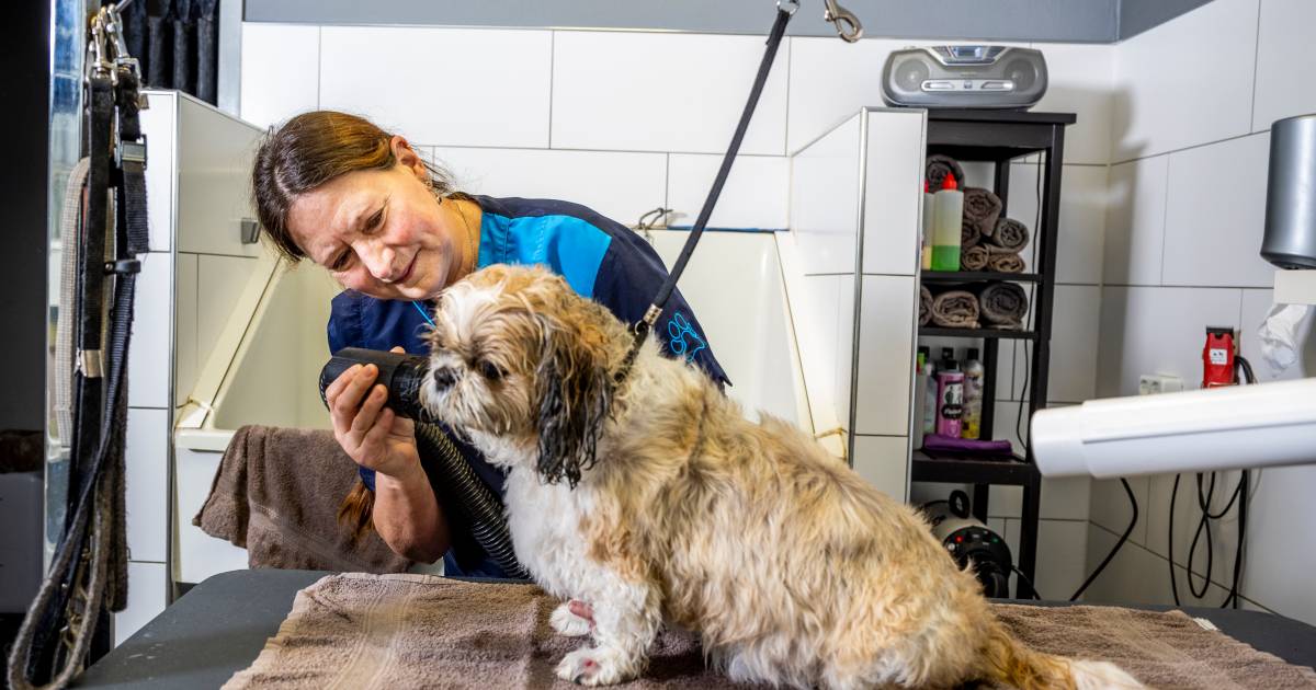 waarom mila en andere honden in de lockdown wel naar de kapper mogen anders bijt ze zich helemaal open woerden ad nl