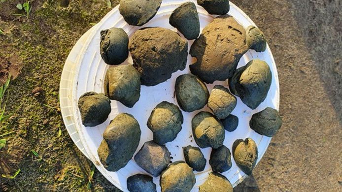 De 20 miljoen jaar oude schelpen die zijn gevonden bij werkzaamheden aan het Twentekanaal bij Delden.