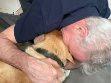 Weggelopen hond Suus is na acht ‘zenuwslopende’ dagen eindelijk terug bij haar baasjes: zelfs A27 werd afgesloten