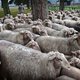 Vijf jaar na zijn comeback boet de wolf in hoog tempo in aan populariteit