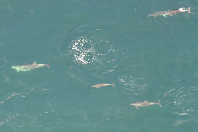 De groep dolfijnen die op 16 juli vanuit het vliegtuig is gespot door het Belgische Museum voor Natuurwetenschappen.