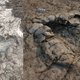 Wandelaar vindt 200 miljoen jaar oude pootafdrukken van dinosaurussen in Wales