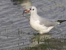 Vogelgriep rukt op onder kokmeeuwen in Nederland, ook in Ermelo besmette vogels gevonden 