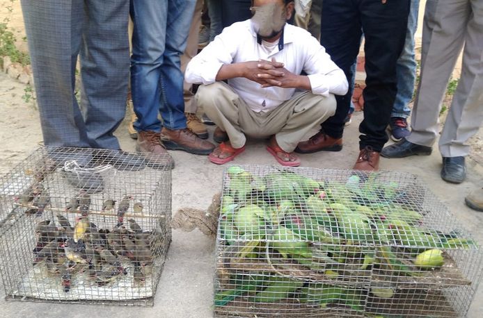 Vogels in beslag genomen in India.