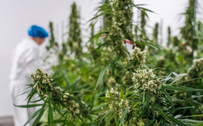 De verwerking van wietplanten tot medicinale cannabis in Emmeloord.