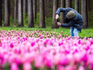 Tulpenvelden in bloei, kwekers vrezen voor stormloop: ‘Tien gesneuvelde tulpen kosten mij een euro’