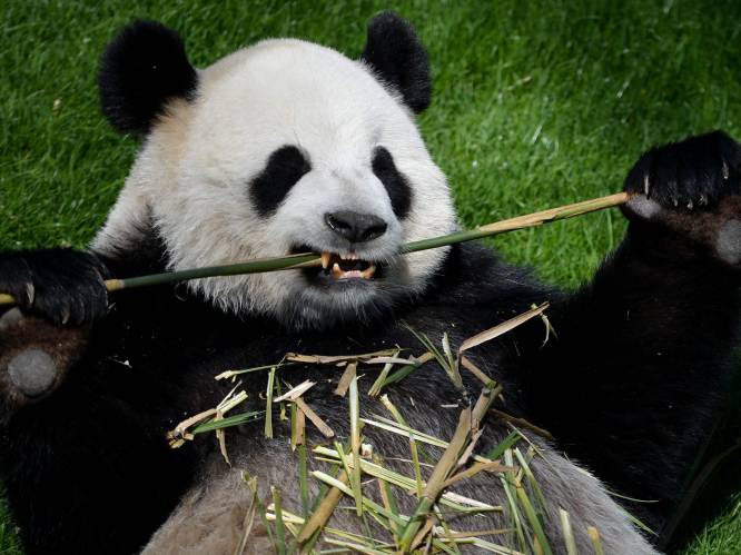 Laatste reuzenpanda’s in de VS keren terug naar China