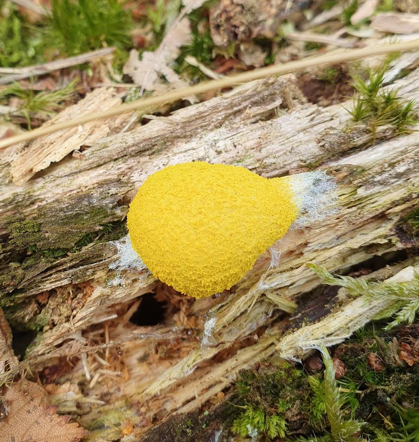 Paddenstoelen in overvloed, de herfst is nu echt begonnen Foto