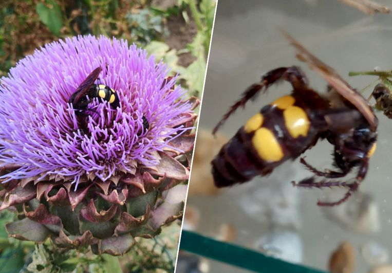 De twee waarnemingen van de reuzendolkwesp of Megascolia maculata in ons land. Links: levend exemplaar in Sint-Niklaas. Rechts: dood exemplaar in Bellegem. Beeld Arno Thomaes/Wim Steelandt