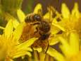 Onze bijen zijn in gevaar, maar zo kan je ze helpen: “Kies voor bloemenperken in plaats van gemaaid gazon”
