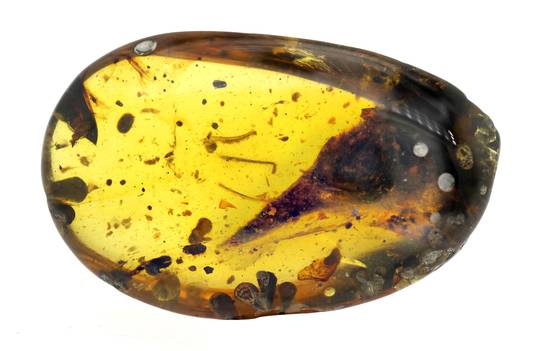 De kop van de vliegende dino werd ontdekt in een stuk barnsteen van 99 miljoen jaar oud.