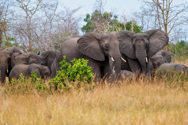 Elephants are going through the persistent drought in search of food and water in areas inhabited by humans.  Sculpture Jeroen van Loon