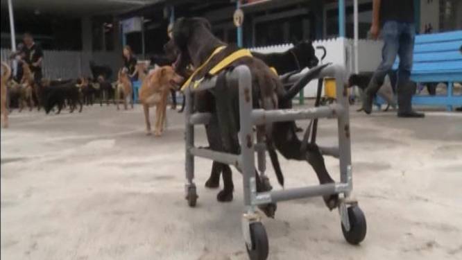 Man reist Taiwan door om rolstoelen te maken voor invalide straathonden