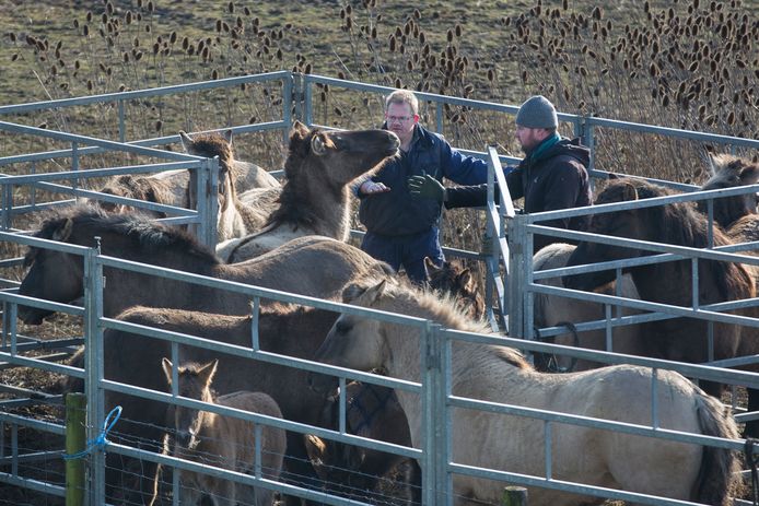 Piraat Kampioenschap Romantiek Deze 19 Flevolandse paarden gaan via Texel naar de slacht. Hoe normaal is  dat? | Oostvaardersplassen | destentor.nl