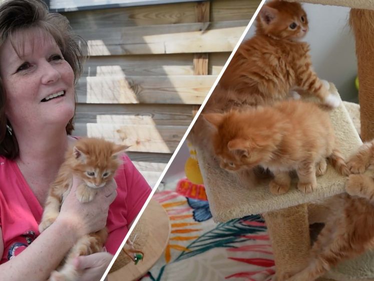 Monica heeft misschien wel de grootste kattenren van Zeeland
