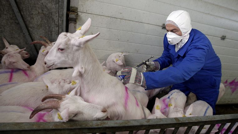 In Nederland werden in 2009 heel wat geiten gedood om de verspreiding van de Q-koorts te voorkomen. Beeld EPA