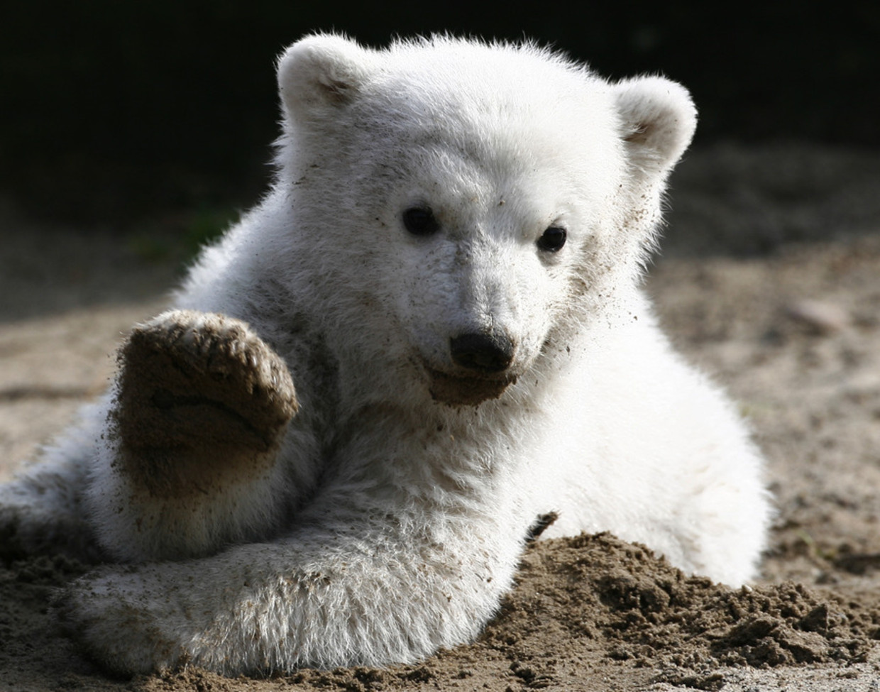 Knut in 2007. Beeld ap