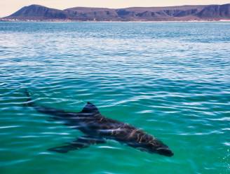 WWF: “Mediterrane haaien zijn meest bedreigde haaien ter wereld”