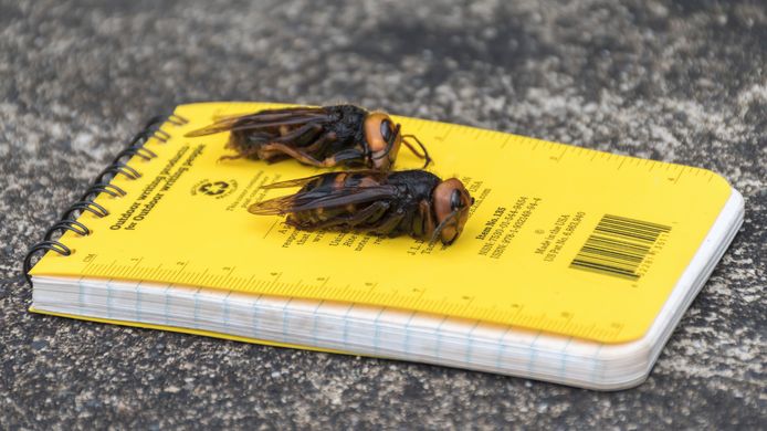 De entomoloog kon twee Aziatische reuzenhoornaars doden.