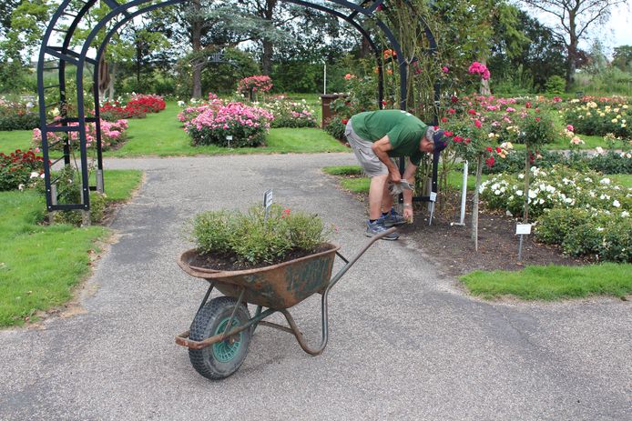 In het Rosarium in Boskoop hebben de rozenvrijwilligers een ludieke kruiwagen-blokkade opgezet, om te zorgen dat auto's niet het park inrijden en schade aanrichten.