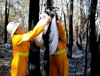 “We kunnen enkel een eind maken aan hun lijden”: dierenartsen moeten massaal verbrande dieren euthanaseren in Australië