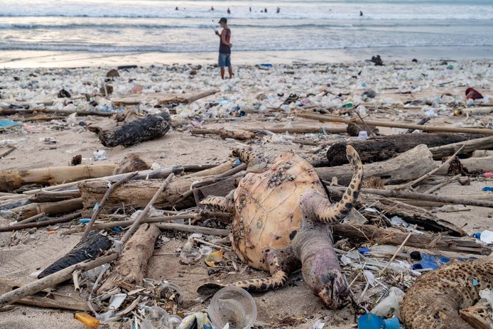 Een karkas van een dode zeeschildpad mee aangespoeld met hopen plastic afval op Kuta Beach.