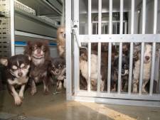 Hoe is het nu met de 24 gedumpte chihuahua’s in Tiel? ‘We hebben het nog nooit zo druk gehad’