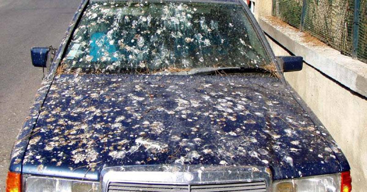 Come rimuovere gli escrementi di uccelli dalla tua auto |  auto