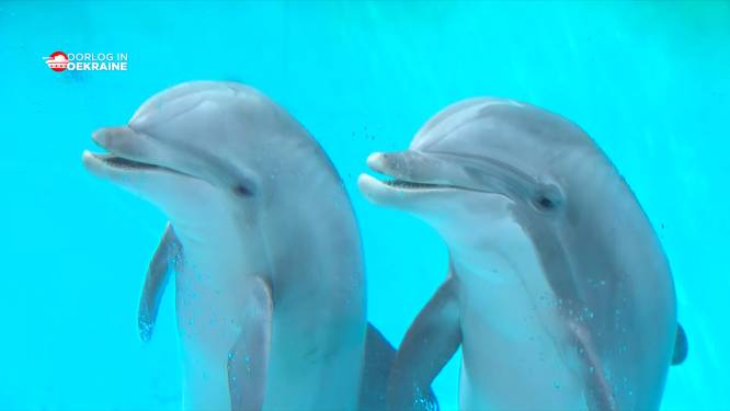Dolfijnen die zeemijnen opsporen? Boudewijn Sea Park legt uit hoe dat werkt
