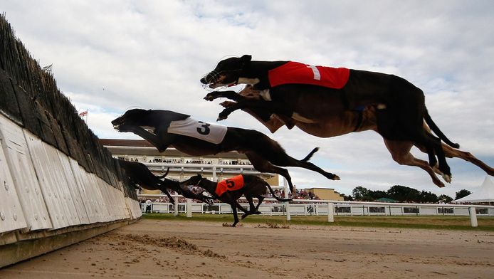 Beeld van een windhondenrace in Towcester, Engeland begin deze maand.