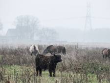 Op veel meer plekken blijkt rivierengebied vervuild: risico op gif in vlees van wilde grazers