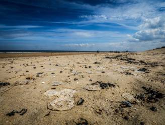 Honderden kwallen aangespoeld op strand van Knokke-Heist