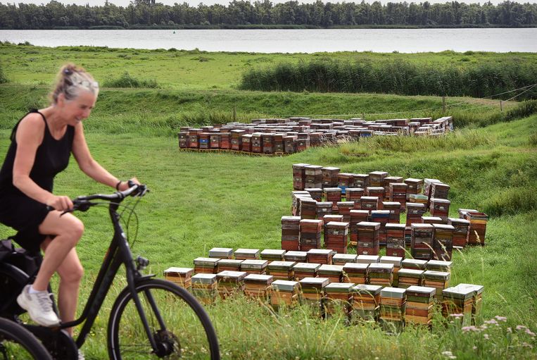 Bijenkasten in de Biesbosch. Beeld Marcel van den Bergh / de Volkskrant