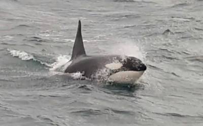 Dan toch geen reddingsoperatie: orka die in de Seine belandde is ziek en wordt ingeslapen