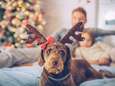 Maak van kerst de mooiste tijd van het jaar, ook voor je hond! <br><br>