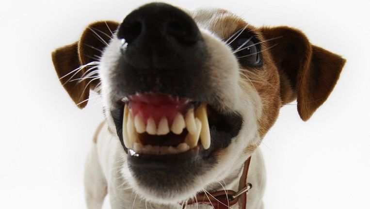 Jaloerse Hond Bijt Baby Van Acht Dagen Dood De Morgen