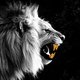 Liever de gevaarlijke leeuwen van Verhelst dan de geintjes van Martialis
