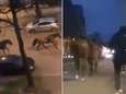 Straffe beelden na interventie in Ter Kamerenbos: politiepaarden galopperen zonder ruiter terug naar kazerne