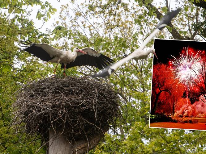 Ooievaars bouwen nest op ‘vuurwerkplek’ Koningsdag: ‘We moesten snel schakelen’