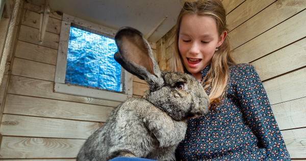 Dit zijn joekels van huisdieren: '78 kilo op schoot doet weleens pijn' - BD.nl