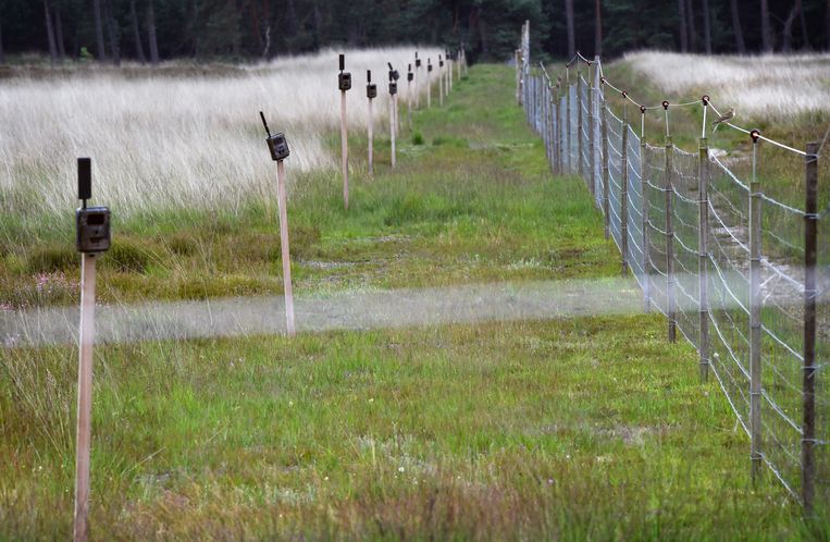 Dertig moeflons zijn apart gezet achter een ‘moeflonraster’. Dit terrein is omgeven met hoog schrikdraad en camera’s om de wolf te weren. Beeld Marcel van den Bergh / de Volkskrant