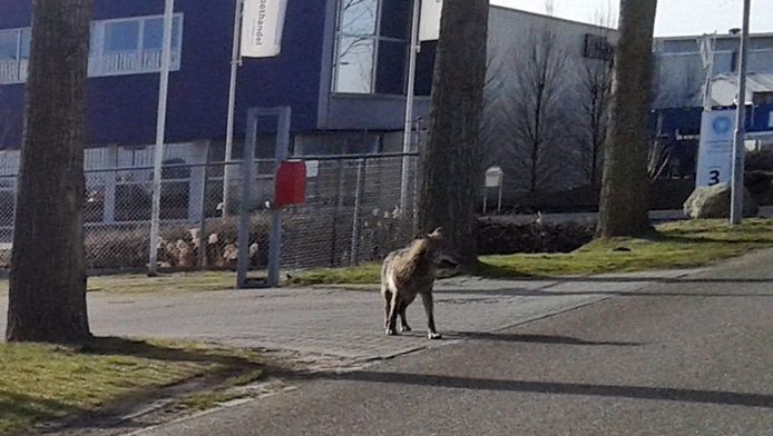 In maart 2015 werd een wolf gespot op een industrieterrein in het Nederlandse Hoogezand. Het dier kwam wellicht uit Duitsland.