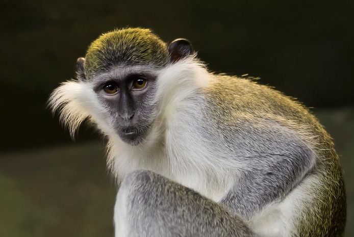 Uit onderzoek van de Nature Foundation St Maarten bleek in 2020 dat er ongeveer 450 vervetapen leefden aan de Nederlandse kant van het eiland.