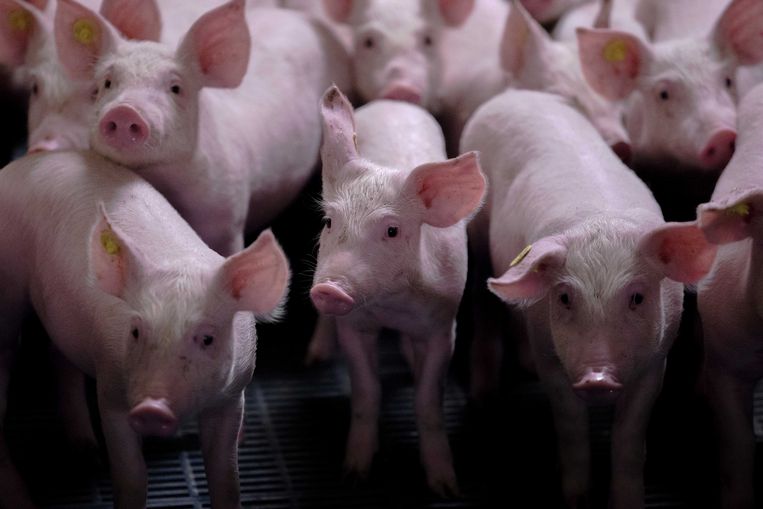 Varkens in hun stal.  Beeld ANP