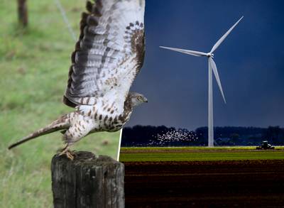 Wespendief wint op Veluwe van windmolen: slaan we niet door? ‘Windmolens beschermen óók de natuur’