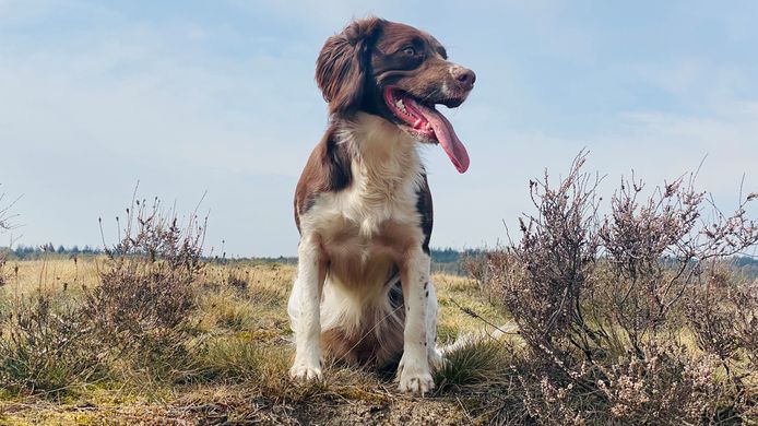 Een foto ter illustratie: een Engelse Springer Spaniël.