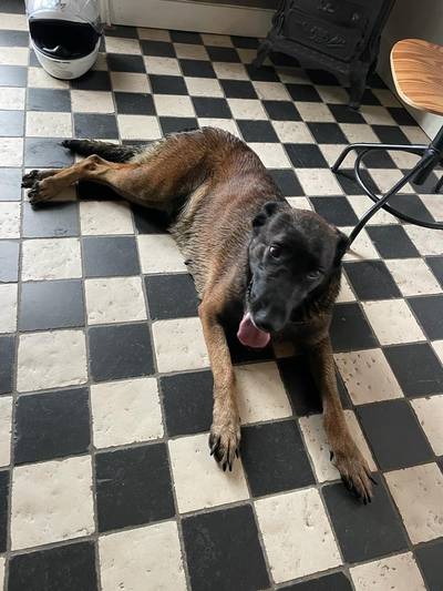 Hernieuwde kennismaking met hond Luca na ruim 5 jaar vermissing: ‘Dacht dat iemand ons voor de gek h