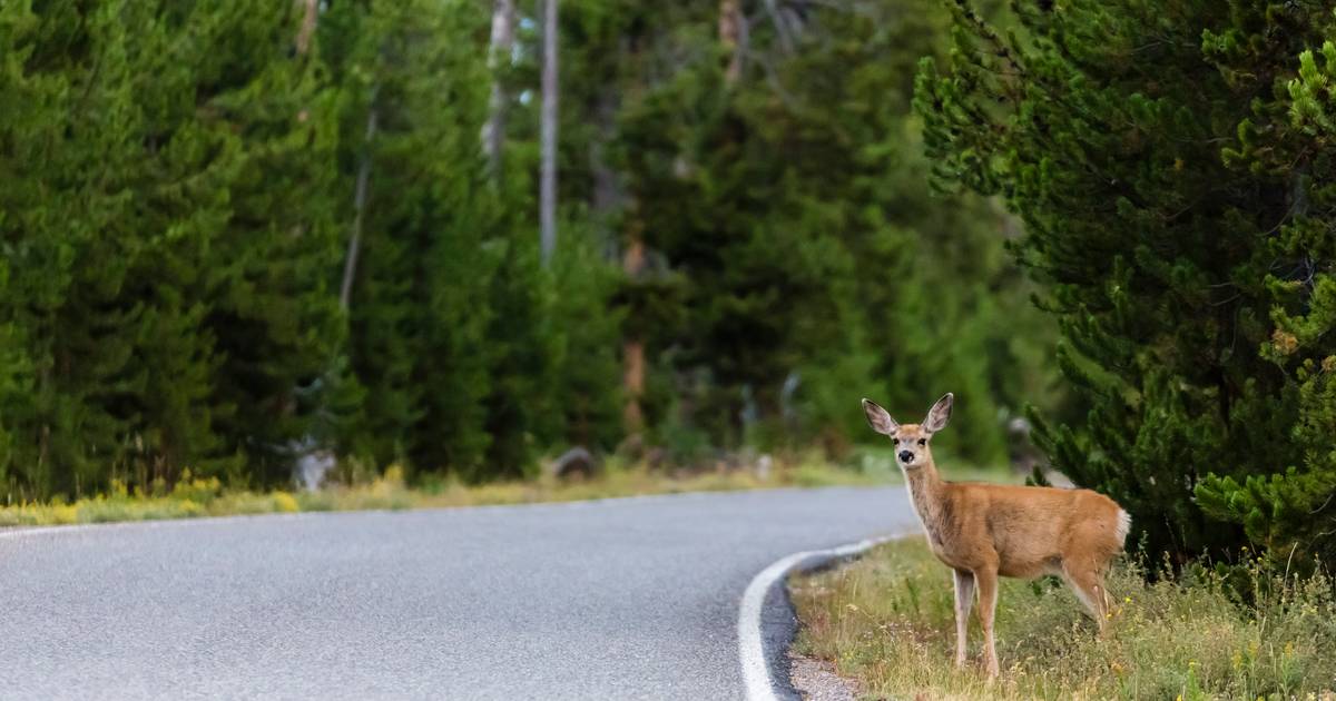 'Zombie deer' are now also appearing in Yellowstone National Park, and scientists warn against eating contaminated meat |  the animals
